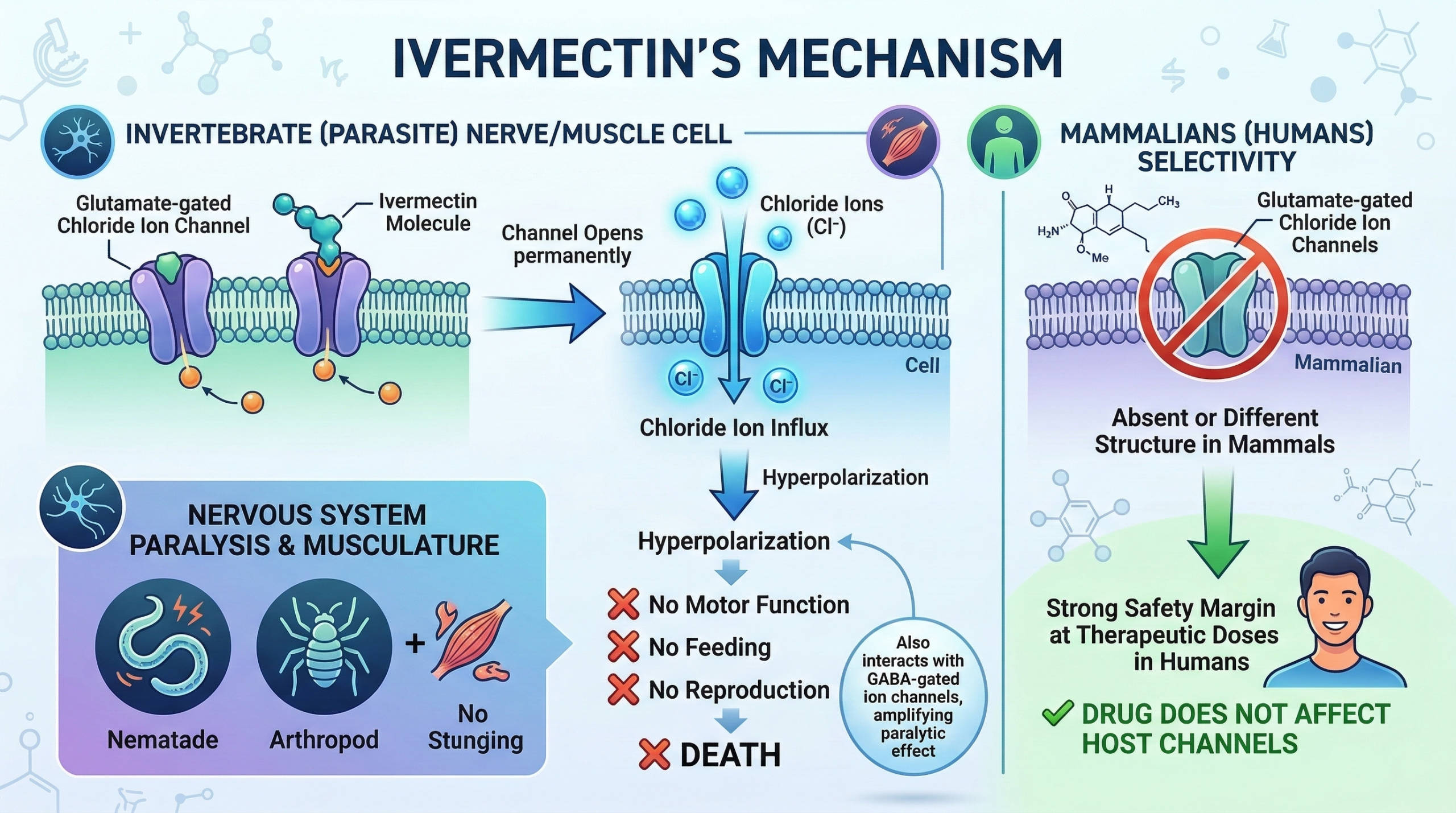 Ivermectin's mechanism